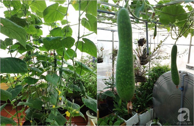 Còn lại chị dành riêng một góc để trồng các loại cây leo.