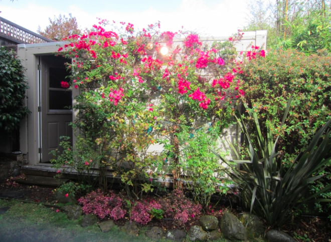 Trước khi cải tạo, khoảng sân sau khá lộn xộn với cách trồng cây, trồng hoa không quy hoạch. Sự lộn xộn trong cách bố trí không gian, bên cạnh đó là việc không chăm chút, không cải tạo khiến khu vực phía sau trở nên lộn xộn và ẩm ướt.