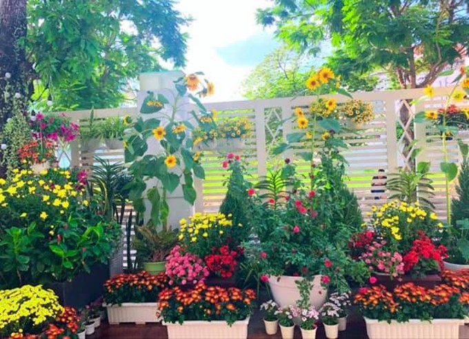 Hai tuần sau Tết, góc vườn nhỏ của vợ chồng Quyền Linh và Dạ Thảo vẫn rực rỡ bởi những chậu hướng dương, cúc và tulip đua nhau khoe sắc.