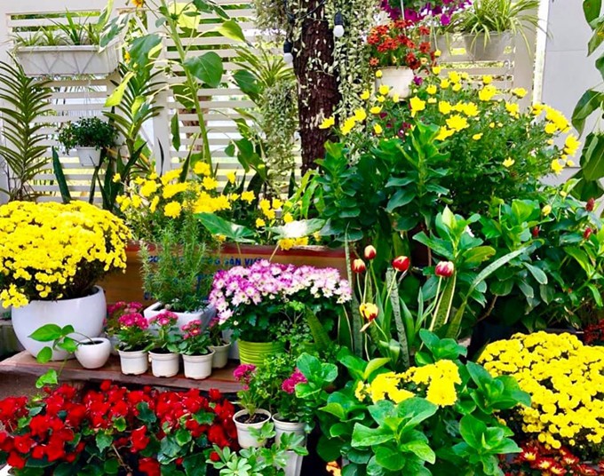 Đúng ba ngày Tết, chúng đồng loạt nở bung khoe sắc, hương trong mùa xuân năm Kỷ Hợi.