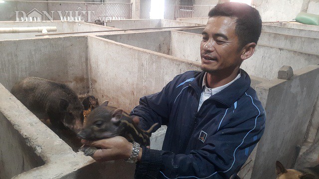 
Nhờ nuôi lợn rừng mà gia đình anh Nguyễn Văn Toản có thu nhập lên đến 500 triệu đồng/năm.
