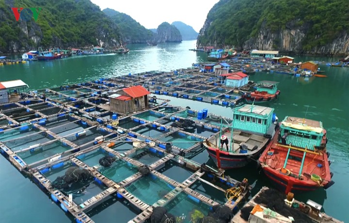 Hệ thống nuôi trồng thủy sản tại Cát Bà sôi động. Ảnh: CTV