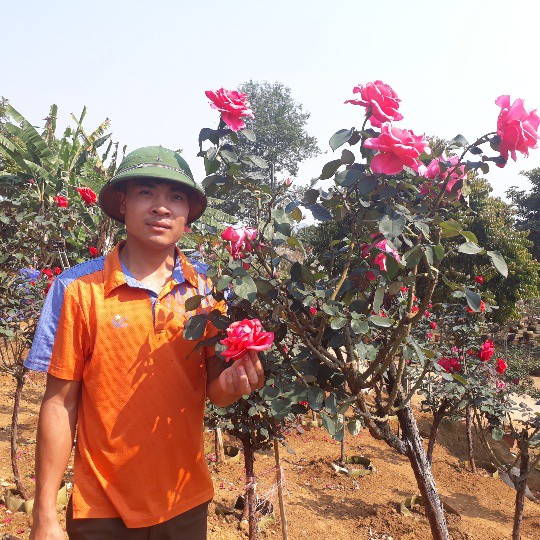 
Anh Khương cho biết: Gi&aacute; b&aacute;n b&igrave;nh qu&acirc;n từ 10 - 15 triệu đồng/c&acirc;y hồng th&acirc;n gỗ. Trong vườn hồng nh&agrave; anh, c&acirc;y c&oacute; gi&aacute; thấp nhất cũng l&ecirc;n đến 8 triệu đồng/c&acirc;y. C&oacute; c&acirc;y to, sai hoa, b&ocirc;ng to, đẹp b&aacute;n với gi&aacute; từ 30 - 40 triệu đồng/c&acirc;y. Khi c&acirc;y đ&atilde; ph&aacute;t triển ổn đinh th&igrave; việc chăm s&oacute;c lại kh&aacute; đơn giản, v&igrave; giống hồng th&acirc;n gỗ n&agrave;y hầu như kh&ocirc;ng c&oacute; s&acirc;u bệnh hại
