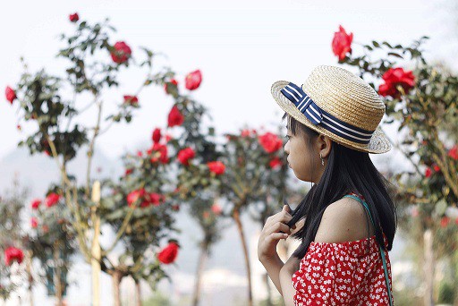 
Anh Khương chủ yếu b&aacute;n c&acirc;y hồng th&acirc;n gỗ qua mạng x&atilde; hội. Nhiều kh&aacute;ch h&agrave;ng từ c&aacute;c tỉnh, th&agrave;nh phố như: H&agrave; Nội, Nam Định, Th&aacute;i B&igrave;nh, B&igrave;nh Dương, S&agrave;i G&ograve;n... mua c&acirc;y hồng của anh về chơi. Đến thời điểm n&agrave;y, anh Khương đ&atilde; b&aacute;n được khoảng 60 c&acirc;y cho kh&aacute;ch, thu h&agrave;ng trăm triệu đồng.
