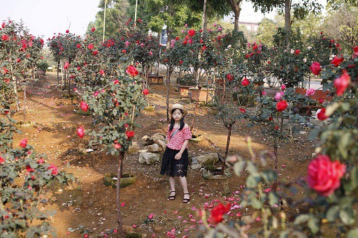 
Vào mỗi dịp vườn hồng nở hoa, trước vẻ đẹp không cưỡng được của hoa hồng thân gỗ, đã không ít du khách phải dừng chân ngắm nhìn và không quên chụp ảnh lưu niệm.
