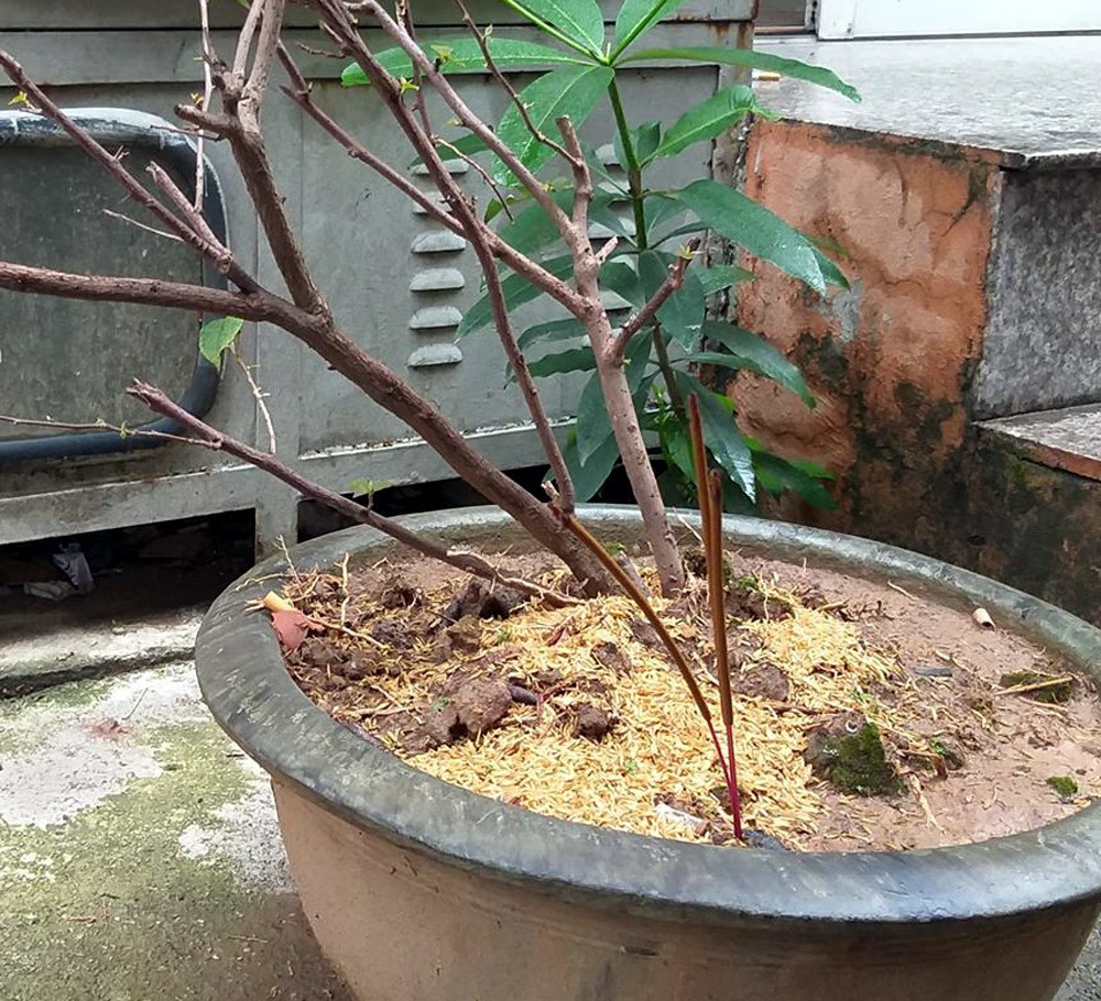 Nén hương vẫn còn khói cầu mong linh hồn bé siêu thoát.