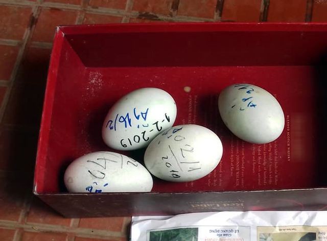 
Quả trứng thiên nga đang được ấp ở lò ấp trên Thái Nguyên
