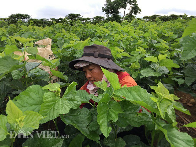 
Sau bao năm vất vả, gia đình chị Thế đã vươn lên làm giàu, thu nhập ổn định từ nghề trồng dâu nuôi tằm. Ảnh Việt Thuận.
