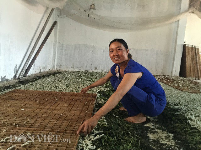 
Gia đình chị Thế đã có thu nhập ổn định từ nghề nuôi tằm đang phát triển tại địa phương. Ảnh: Việt Thuận.
