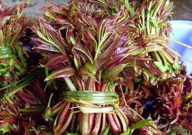 Mặc dù cây xoan hôi có nhiều công dụng tốt, nhưng nó phải chế biến đúng cách thì mới không nguy hại cho cơ thể. Trước khi chế biến thành món ăn, buộc phải ngâm trong nước muối vì loại cây này có chứa chất nitrat, rất độc đối với cơ thể. Vì vậy, để ăn được cần có phương pháp chế biến đúng cách. Ngâm với nước muối là một trong những phương pháp phổ biến nhất.