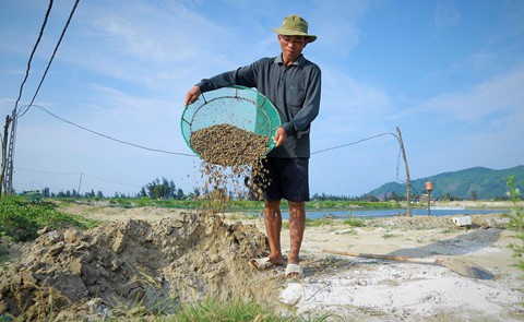 
Cạnh đó, ông Lê Xuân Diệu (HTX Thiên Phú, xã Cẩm Lĩnh) cùng nhóm công nhân cũng đang loay hoay dọn số ốc chết dưới ao mang đi tiêu hủy. Theo ông Diệu, hợp tác xã có 6/8 ao hồ nuôi ốc hương giống bị chết và chưa có dấu hiệu dừng lại. Tỷ lệ ốc hương nuôi bị chết 70%-100%. “Mất hết. Có khoảng 15 triệu con giống nuôi khoảng 1,5 tháng đã chết, ước tính tổng thiệt hại hơn 1,5 tỷ đồng . HTX từng thực hiện nhiều biện pháp ngăn ngừa với hy vọng cứu sống được ốc nhưng đều thất bại”, ông Diệu ngậm ngùi.
