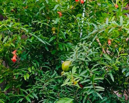 
Nữ ca sĩ trồng nhiều hoa và cây ăn trái trong khu vườn nhà mình.
