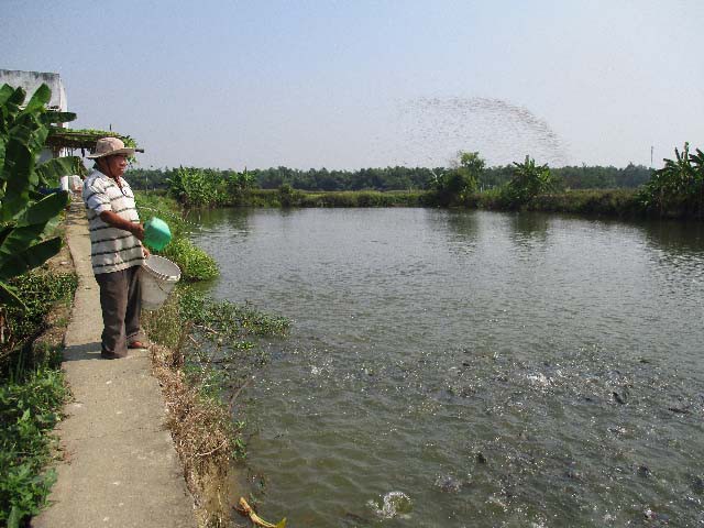 
Trang trại nuôi cá nước ngọt của ông Nuôi gồm các loại: cá rô phi, cá trắm, cá mè, cá trôi Ấn Độ, cá chép...Ao cá của ông Lê Văn Nuôi ai tới thăm đều rất thích. Mỗi lần ông Nuôi cho cá ăn là cả ao cá xao xao, gợn sóng, ai nhìn thấy cũng mê.
