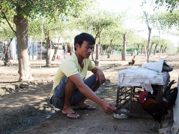 
Anh Tô Quốc Thịnh (xã Phước Thuận, Ninh Phước) bên đàn gà rừng của mình.
