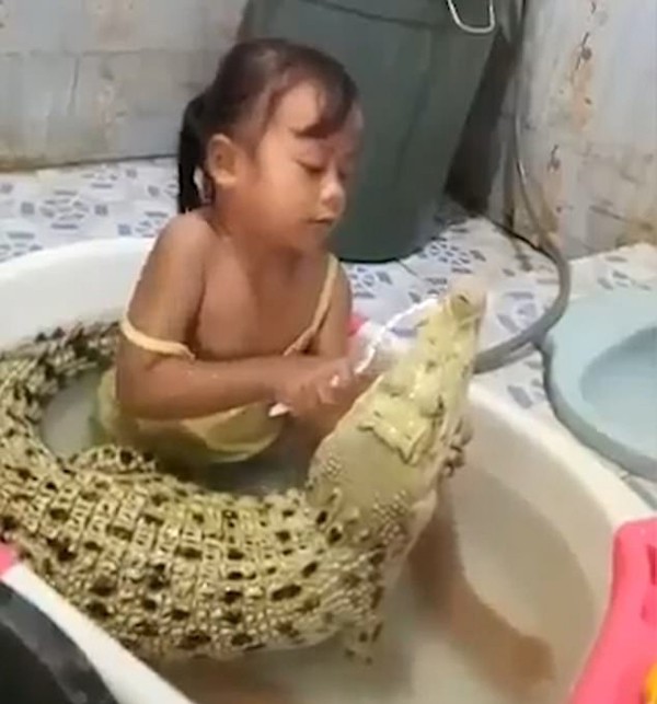 Bé Maharani ở đảo Java, Indonesia, tắm và đánh răng cho cá sấu. Ảnh: NewsFlare.