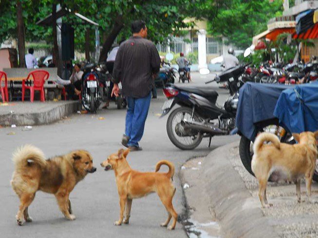Chó thả rông là mối nguy hiểm bất ngờ cho mọi người,nhất là trẻ em. 