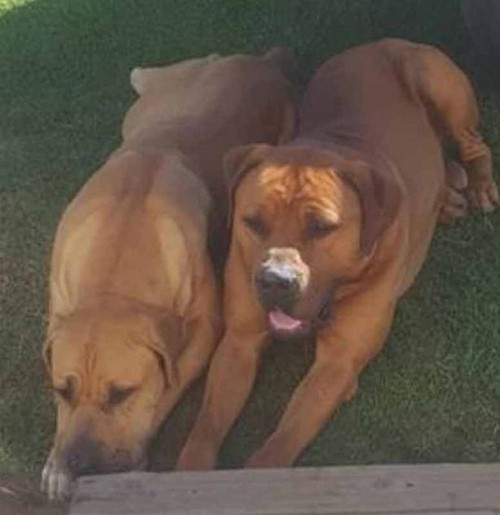 Hai con chó đã bị bảo vệ bắn chết. Ảnh: Facebook.
