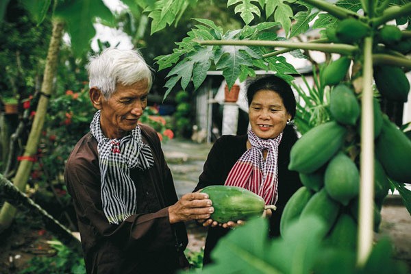 Ông Tình và vợ bên cây đu đủ sai quả trong vườn.