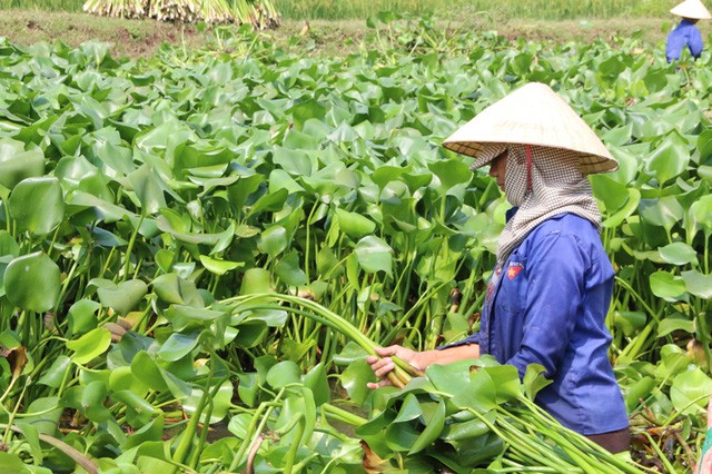 
Ở Việt Nam, lượng bèo tây được khai thác là không đáng kể so với tốc độ sinh sản và phát triển mạnh như hiện nay. Thế nên, một số địa phương đã phải bỏ công sức, tiền của ra vớt bèo tây bỏ đi.
