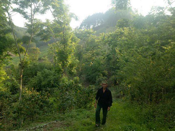 
Ông Lèo Văn Châu đi thăm rừng sưa đỏ của mình.
