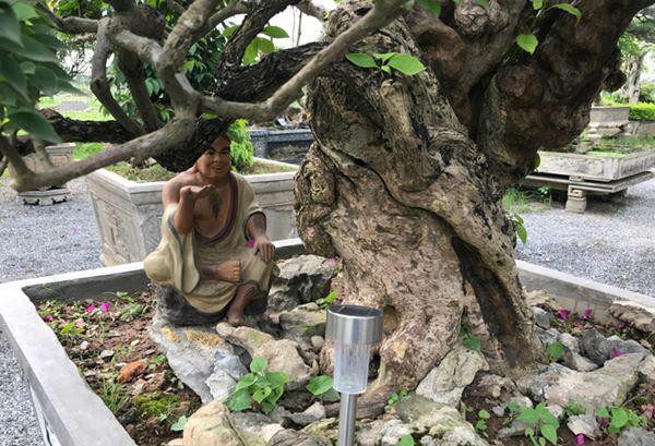 
Cành của cây đều được tạo sao cho tạo thành một khối chụm lại ở đỉnh. Dáng này có ý nghĩa sự gắn kết chặt chẽ của các thành viên trong một gia đình.
