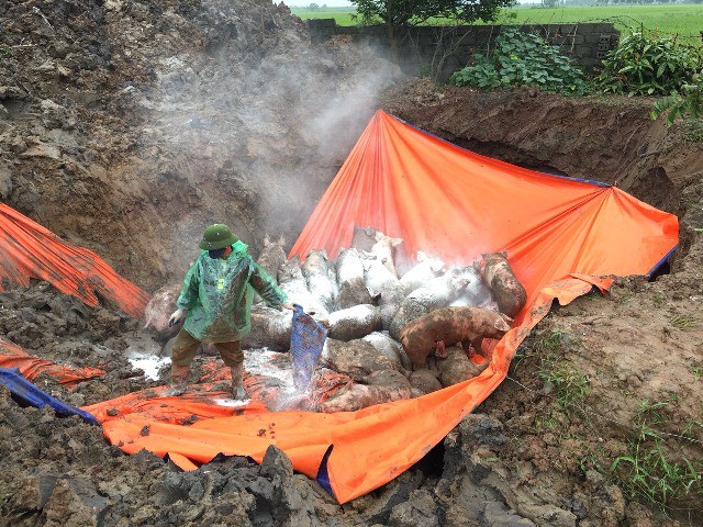 
Toàn tỉnh Ninh Bình đã tiêu hủy 5.966 con lợn bị nhiễm dịch.
