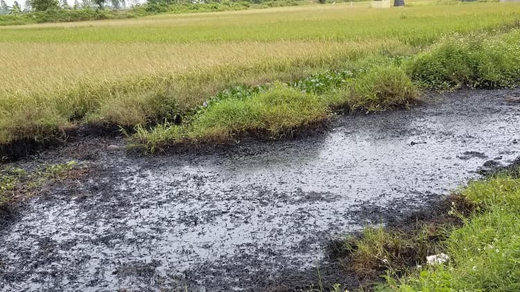 Mương nước đen nơi bà Lê Thị Lan lội qua và sau đó bị bỏng hoá chất ở chân. Ảnh: Giang Chinh
