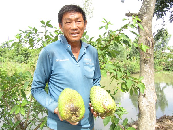 
Ông Nguyễn Hoài Hận giới thiệu những trái mãng cầu xiêm to bự trong vườn nhà.
