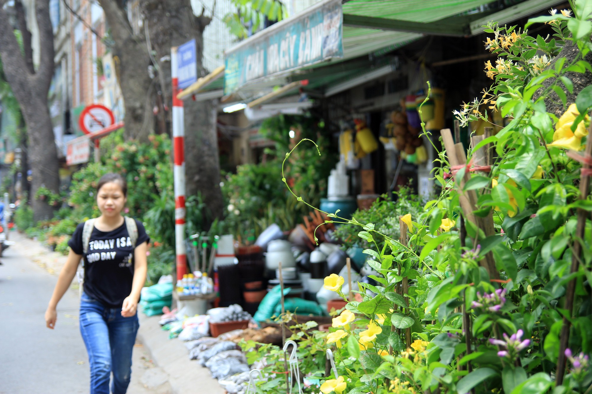 Trên đường Hoàng Hoa Thám, người đi bộ không chỉ mãn nhãn với các loại cây cảnh được sắp xếp ngay thẳng, tăm tắp và đầy ắp trên khu vực vỉa hè - lối đi của người đi bộ...