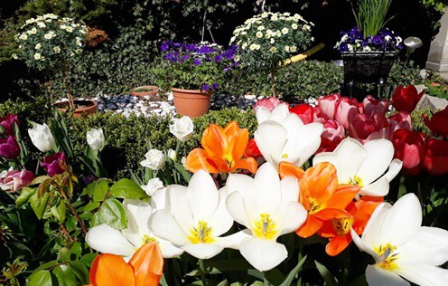 
Hiện nay, những loại cây chị trồng nhiều nhất trong vườn là hoa trà, hoa đỗ quyên, cẩm tú cầu, mẫu đơn, tulip, hoa hồng, oải hương,...
