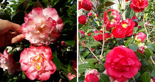 
Hoa trà mi khoe sắc trong vườn với đủ màu trắng hồng, hồng đỏ, trắng...
