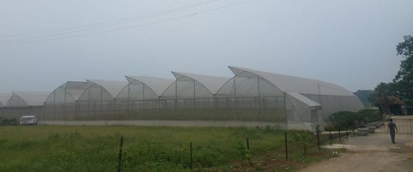 
Khu nhà lưới trồng dưa nữ hoàng tại xã Hùng Lô, TP.Việt Trì, tỉnh Phú Thọ.
