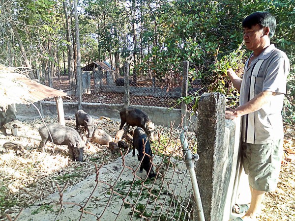 
Anh Tặng, cho biết: Hiện nay quy mô trang trại nuôi heo rừng của gia đình anh được mở rộng lên đến 1 ha.
