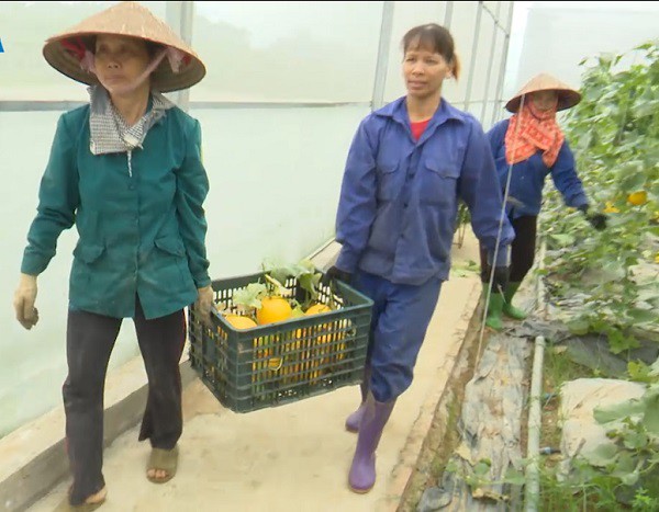 
Dưa Nữ hoàng được các siêu thị quanh vùng đặt hàng, bao tiêu hết vì có chất lượng cao, được người tiêu dùng ưa chuộng.
