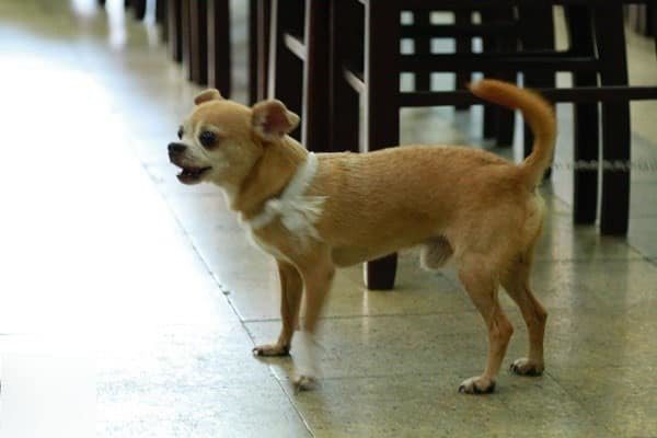 Hình ảnh gây xúc động là chú chó nhỏ được nghệ sĩ Lê Bình nuôi 6 năm nay cũng đeo khăn tang