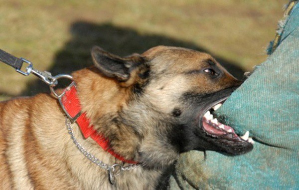 
Trong những trường hợp bị rắn độc cắn, chó cắn cần hết sức cẩn trọng khi dùng hạt đậu Lào hút độc.
