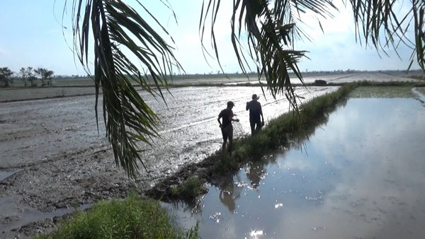 
Những bờ bao tại các cánh đồng trống sau thu hoạch hoặc dọn trống chuẩn bị xuống giống là điểm đến quen thuộc của thợ săn chuột đồng.
