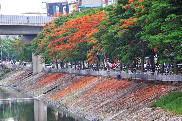 
Những cây phượng đỏ rực trên bờ sông thuộc phố Giáp Nhất.
