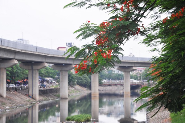 
Đây là loài hoa khiến ai ai cũng nhớ về tuổi học trò.
