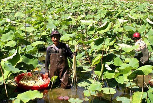 
Thay vì tiếp tục nuôi cá, Chiêm Phổ Bá chuyển sang trồng sen
