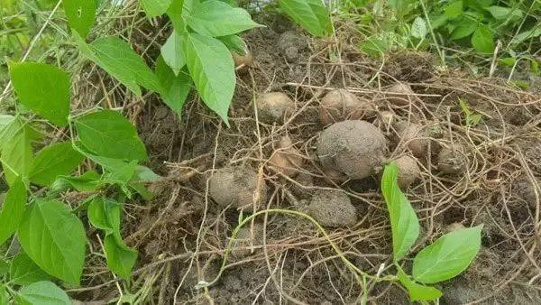 “Hồ lô đất” là một loại thảo dược quý của Trung Quốc