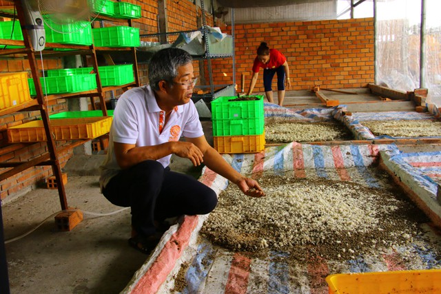 
Khu nuôi ấu trùng ruồi lính đen trong trại của gia đình ông Dương Hữu Thoại.
