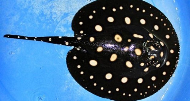 Những hoa văn nổi bật cùng dáng bơi uyển chuyển của Polka Dot được nhiều người chơi cá cảnh lựa chọn làm thú cưng cho riêng mình.