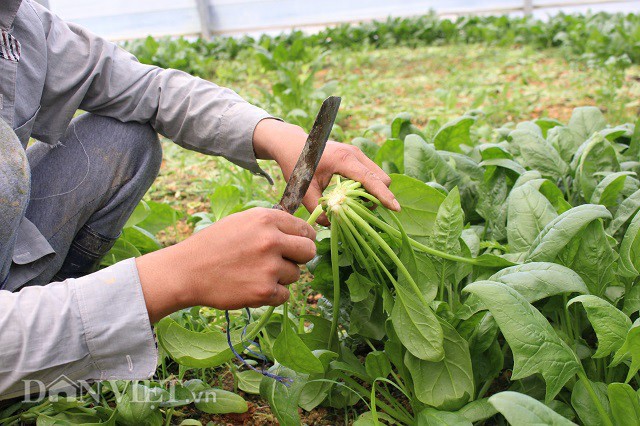 
Những cây rau cải bó xôi công nghệ cao đang được thu hoạch trong vườn của anh Khải. Ảnh: Văn Long.
