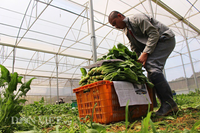 
Rau cải bó xôi công nghệ cao trồng trong trang trại được đóng vào sọt, chuyển đến các cơ sở thu mua trong TP. Đà Lạt. Ảnh: Văn Long.
