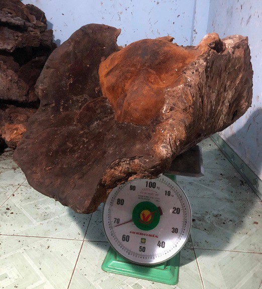 
Cây nấm chò nặng khủng đến 70kg hiện do ông Lương Tấn Oanh đang sở hữu - Ảnh CTV
