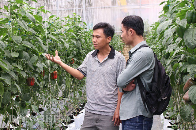 
Anh Nguyễn Quang Khải giới thiệu vườn ớt chuông công nghệ cao của mình với phóng viên. Ảnh: Văn Long.

