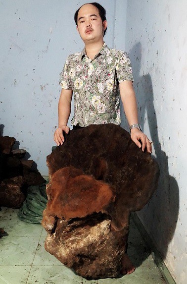 
Kiểm lâm tỉnh Quảng Nam đang vào cuộc xác minh cây nấm chò do ông Oanh đang sở hữu - Ảnh CTV
