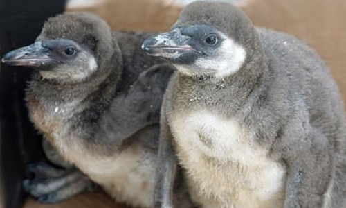 Hai con chim cánh cụt nhỏ bị giết chết trong vườn thú. Ảnh: Zoo Dresden.