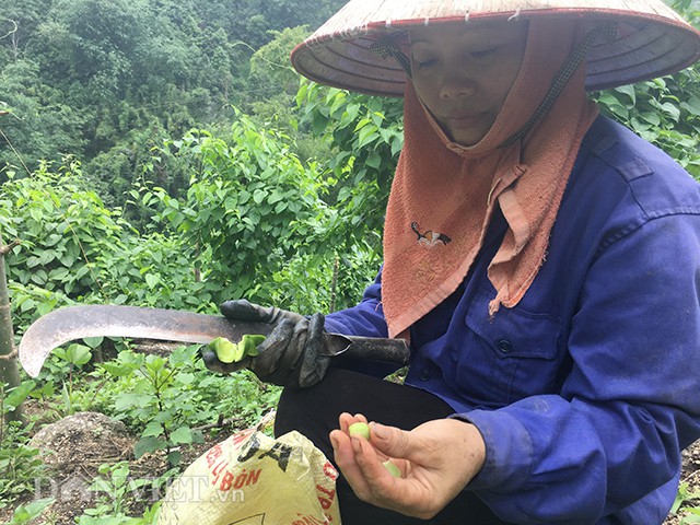 
Với c&acirc;y sachi, l&aacute; gi&agrave;, ngọn, quả đều c&oacute; c&oacute; thể b&aacute;n. C&acirc;y trồng một lần cho thu hoạch những 20 năm.
